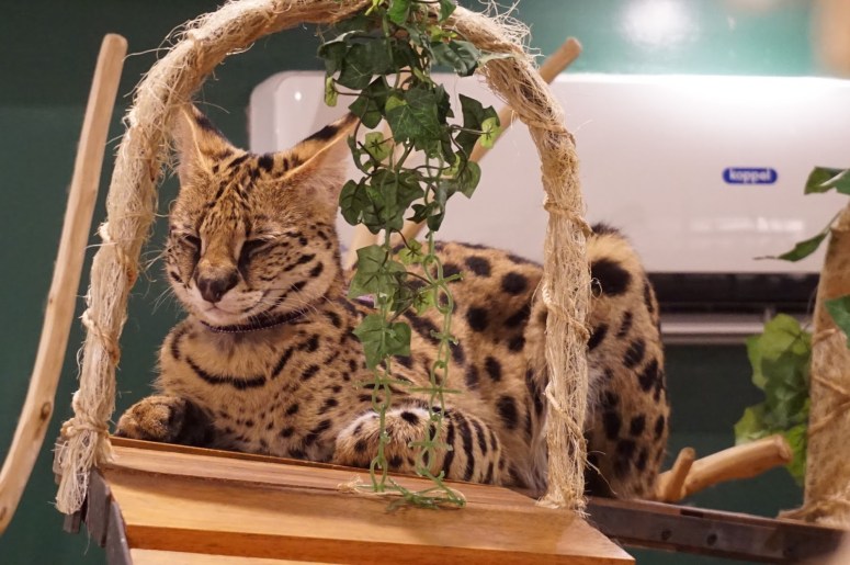 Bengal Brew Cat Cafe | Purr-fect for&nbsp;you!